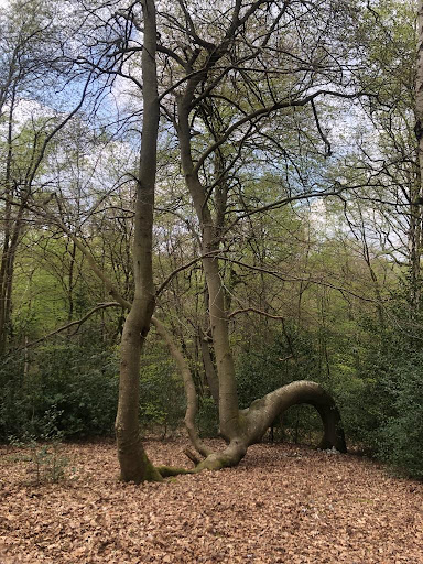 Hêtre Serpent - Visual