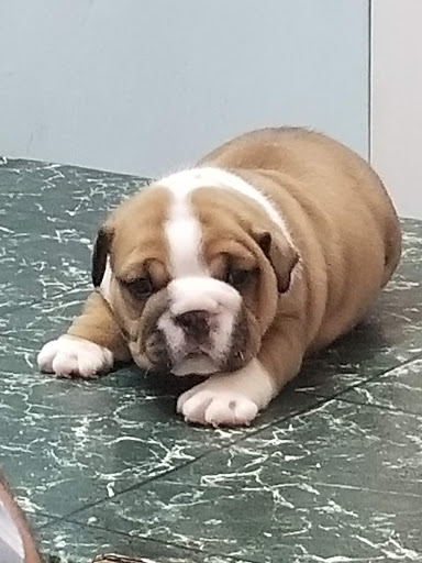 Consultorio Veterinario Wameru - Thumbnail