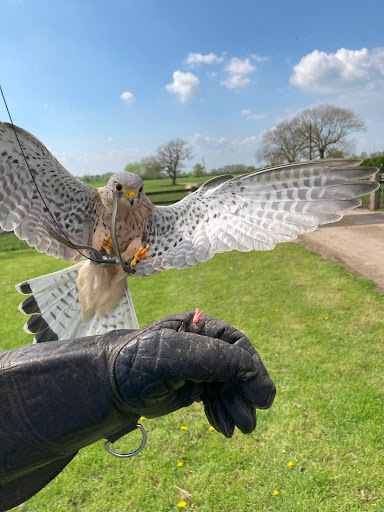 Walks With Hawks Ltd Logo