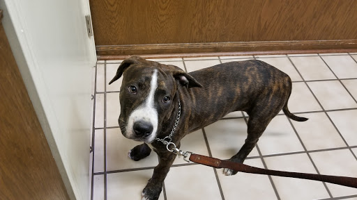 Briarwood Animal Hospital - Thumbnail