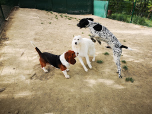 Photo n°10 de C.A PRO CANIN à Salettes (Pension pour chiens)