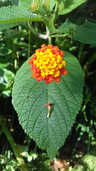 Photos of Cafe Finca Rosa Blanca Organic Coffee Farm