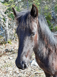 Photo n°6 de Le Gîte du lièvre à La Roche-sur-le-Buis (Camping à la ferme)