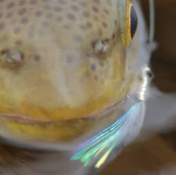 Photo n°18 de Nymphévolution à Chantraine (Magasin de pêche)