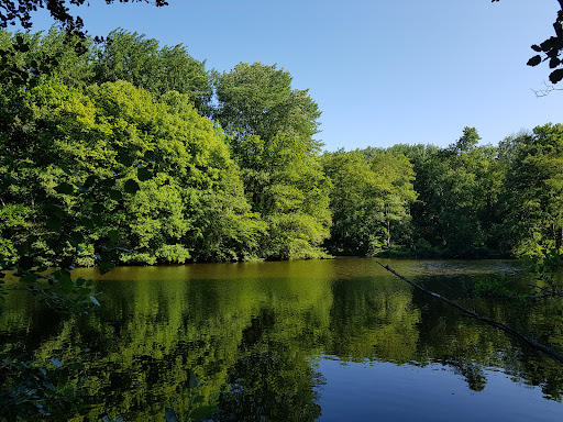 Départemental des Hautois Woods - Thumbnail