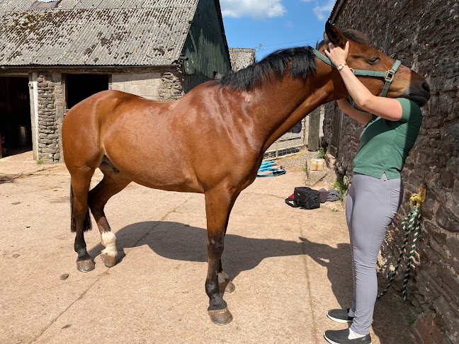 Grace Hobbs Vet Physio Phone number