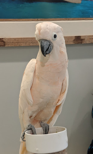 Island Animal Hospital in Merritt Island - Thumbnail