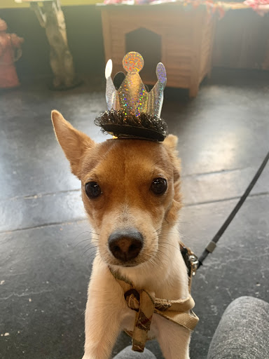 Barking Dog Bakery & Boutique - Thumbnail