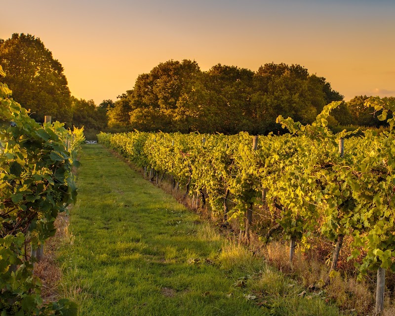 Astley Vineyard photo 2