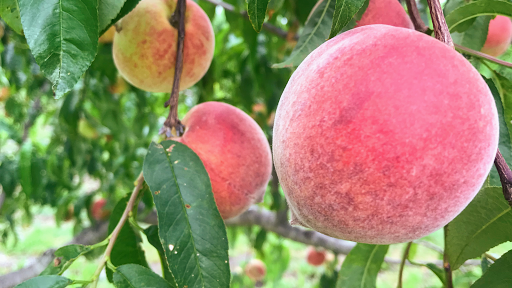 Ham Orchards - Visual
