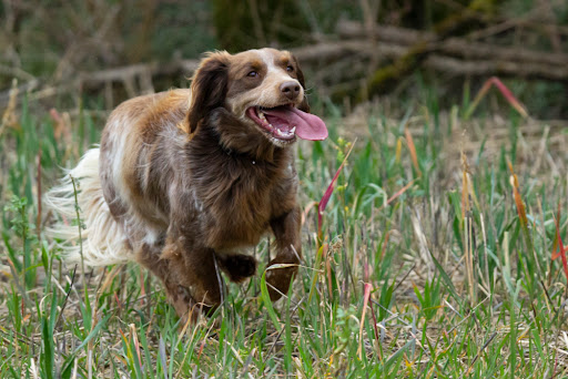 Cohérence canine - Educateur Canin - Thumbnail
