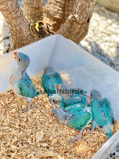 Sebah's Birds Gallery - Australia