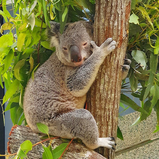 Daisy Hill Conservation Park - Thumbnail