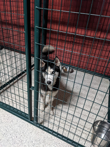 South Ogden Animal Control