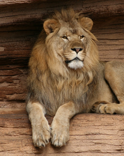 The Lion King - Thumbnail