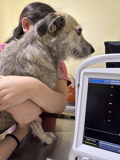 Clínica veterinaria artume