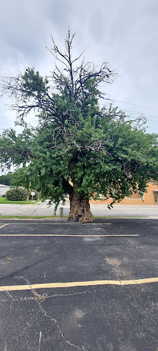 The gnarly tree - Thumbnail
