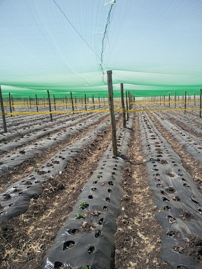Photos of Rimpa Estates Ltd