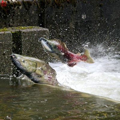 Photos of Weaver Creek Spawning Channel