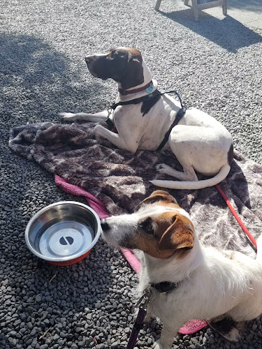 Pawsitive Steps Dog Training Open Times