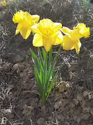 Photo n°18 de Ferme de l'ubac à Barret-sur-Méouge (Camping à la ferme)