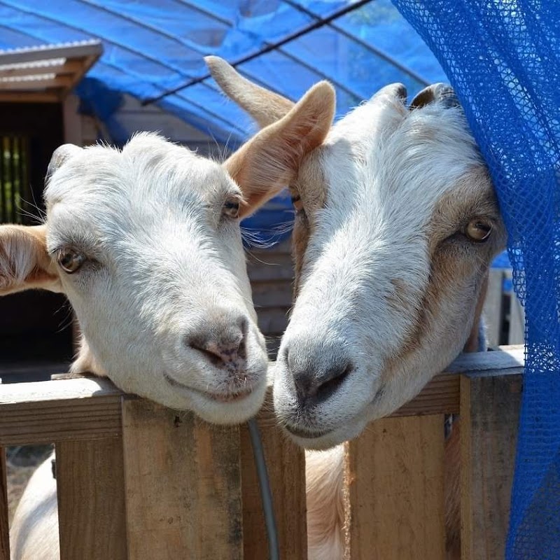 たかすオハナ牧場