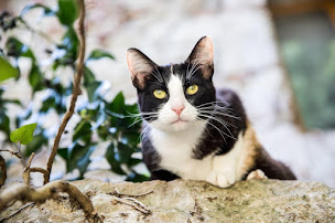 Photo n°30 de La Résidence à Saint-Antonin-Noble-Val (Hostellerie)