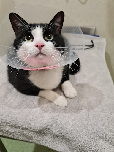 Fitzroy Vet Hospital - Thumbnail