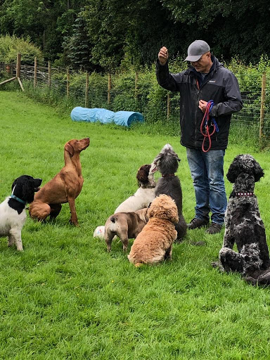Tricky woo Dog Walking and Home Boarding - Thumbnail
