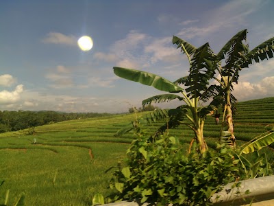 Photos of Gannugget