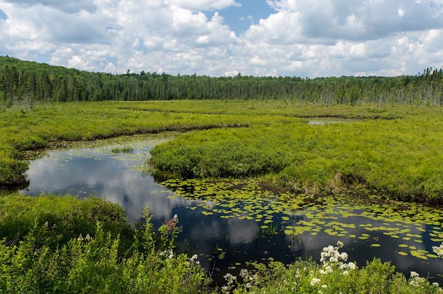 Spruce Bog Boardwalk Trail