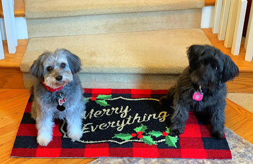 Woodinville Animal Hospital - Thumbnail