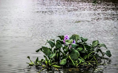 Photos of Bhatira Bus Stop