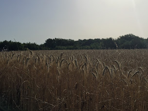 Photo n°21 de La ferme enchantée à Montestruc-sur-Gers (Ferme bio)