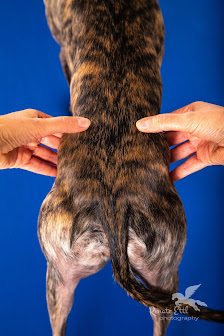 HerzHirnHund Osteopathie & Physiotherapie für Hunde Augsburg Au 3, 86424 Dinkelscherben, Deutschland