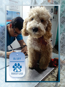 Veterinaria Medical Vice - Pet Shop 5