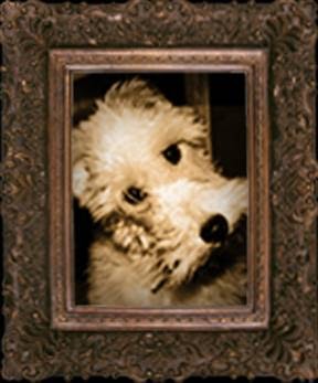 Old House Guy LLC - Thumbnail