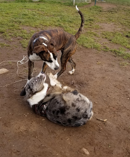 Lulu's Dog Park - Visual