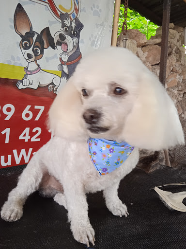 Wau Wash Veterinaria Y PerruQueria