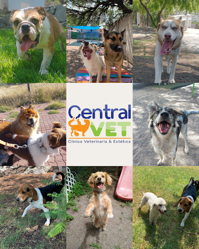 Central Vet - Veterinario