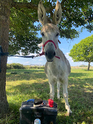 Photo n°22 de Les ânes d'Oléron - La ferme aux ânes à Saint-Georges-d'Oléron (Ferme d'élevage)