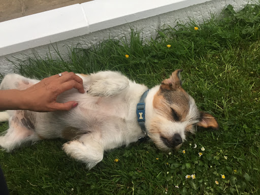 Country House Kennels & Cattery