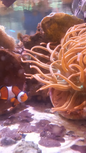Eco Reef Corals - Thumbnail