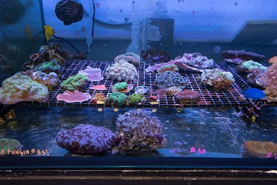 North County Tropical Fish Store - Reefers Garage