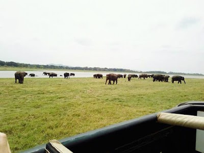 Photos of Kaudulla Jeep Safari service