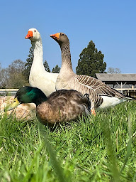 Photo n°18 de Le Domaine de Capucine en Normandie entre Deauville et Cabourg. Pension pour chevaux, centre équestre et ferme pédagogique. à Branville (Centre équestre)