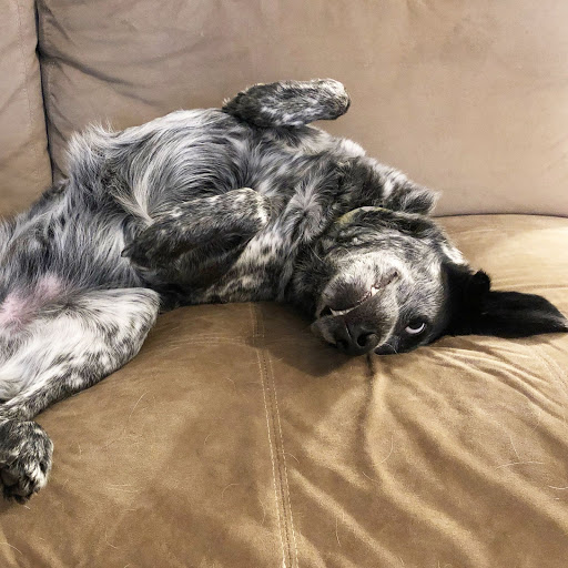 Millis Animal Hospital - Thumbnail