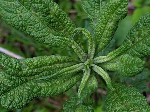 Powell Preserve