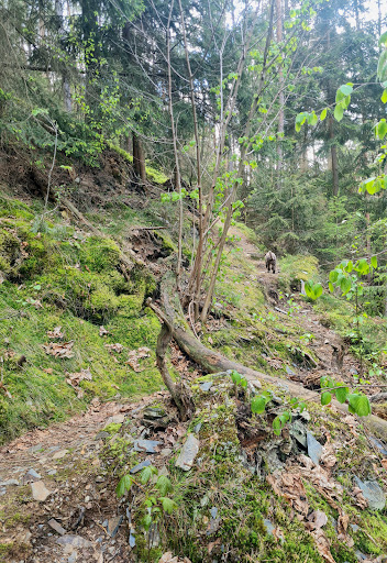Leutenberger Urwaldpfad - Visual