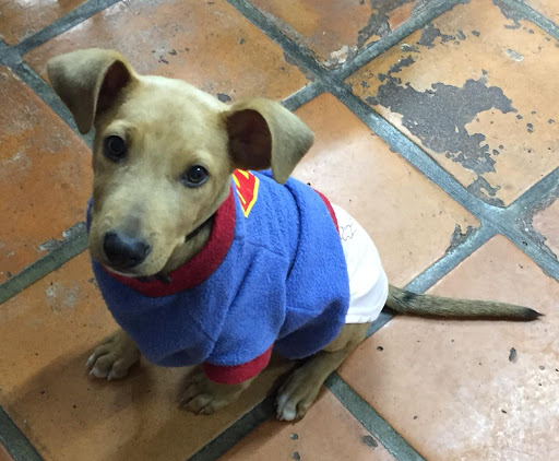 Kchorros Hospital Veterinario - Thumbnail